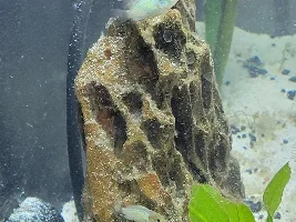 Baby Electric Acara. Isbut injured, sick or deformed.
