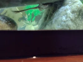 Love my frogs