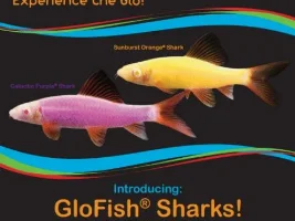 Unpopular Opinions (fish related)