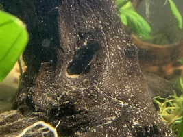 What is this?
