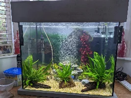 Slight haze in the tank