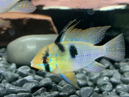 Help with Rams