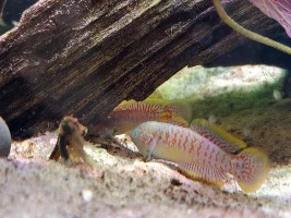 Planted 40g Aquarium Journal