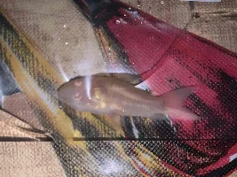 Albino Cories dying rapidly