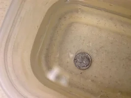 Pygmy Fry Picture!