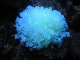 My 125 reef, step by step setup