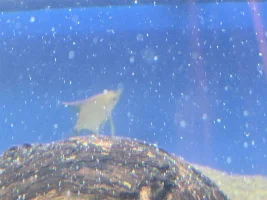 Slimmed Down Fish Room Journal