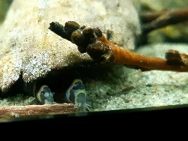 Kuhli loaches with shrimp?