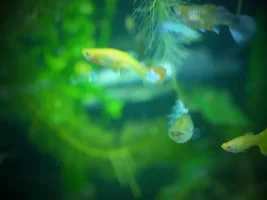 Camallanus? worm help, please!