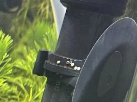My nerita snail have ruined my aquarium with eggs