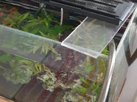 How do you do your water changes?