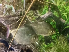 so, silver dollar fish have been in the hobby forever, yet still pretty hard to identify...