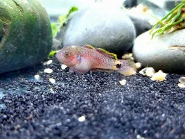 New Photos of my fry I took yesterday. (I promise this is my last thread on them)