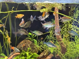 My smaller locally owned fish store