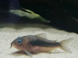 Old Cory parasites really bad today