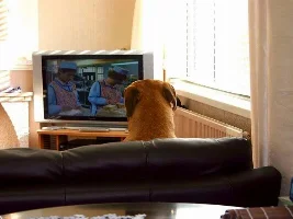 Watching The Television
