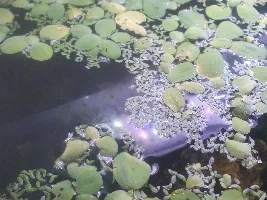 Dwarf Water Lettuce Issue