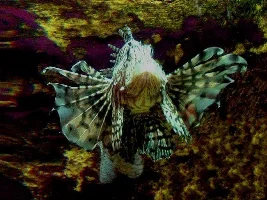 My new Lionfish, Pirhana and Stonefish :)