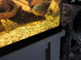 Oscar tank! Set up and suggestions