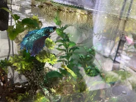 How to entertain a betta fish?