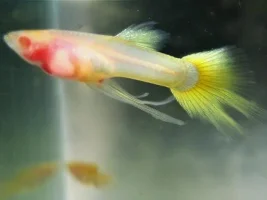 swallow tail Guppies