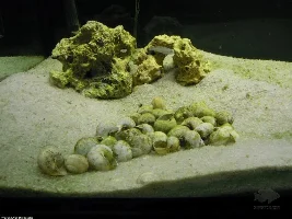 Shell Dwelling Cichlids