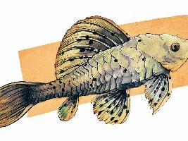 Fish Art