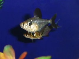 Finally some pics of my fish!