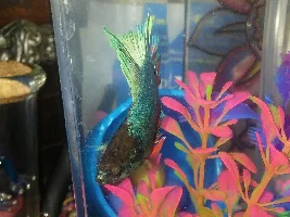 Help! Velvet or iridescence?