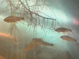 amazing how many fish have a big black spot on their tail...