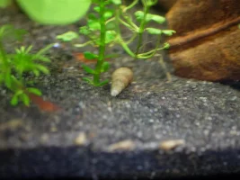 Re-starting 15 gallon, 1st time with sand