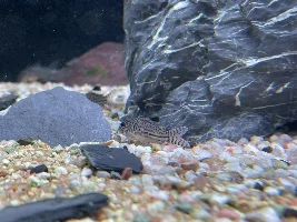 My Corydoras are slowly dying