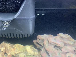 Help! White particles on top of water, cycling new tank