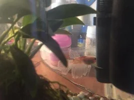 Is he bloated?