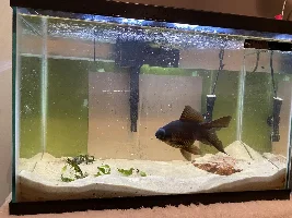 Goldfish Cloudy Eye & Ammonia Poisoning??