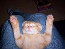 Cute Pic Of My Cat