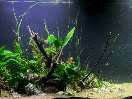 55g Rebuild