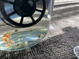 Can anyone identify this snail?