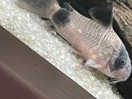 White lump on Panda Cory
