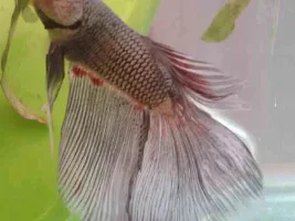 Post Pics Of Your Bettas Want To See Whats Out There As I Want One
