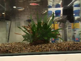 What Fish Do You Regret Buying?