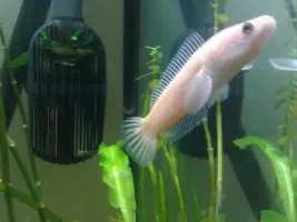 Few Of My Fish, Some Strange Some Not!