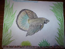 Betta Drawingz