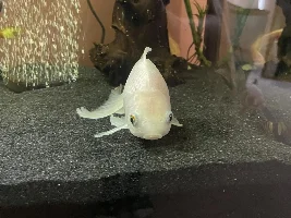 HELP, goldfish laying at bottom of tank for most the day!