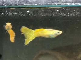 Male guppies, bloated or normal?