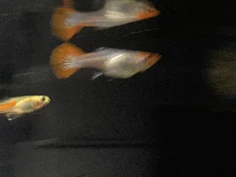 How much longer until my guppy has babies?