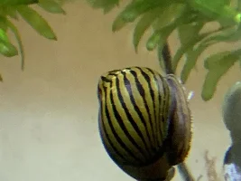 Freshwater Aquarium Stuff (San Francisco Bay Area) NEW SALE!!