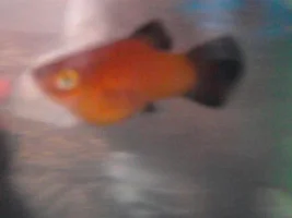 New Platys......pregnant?!