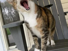 Show us your cat/s!