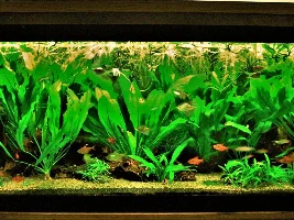 Redoing a Tank